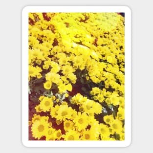 Yellow Daisy Sticker